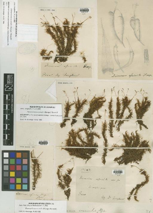 Dicranoloma assimile (Hampe) Paris - BM000729455_a