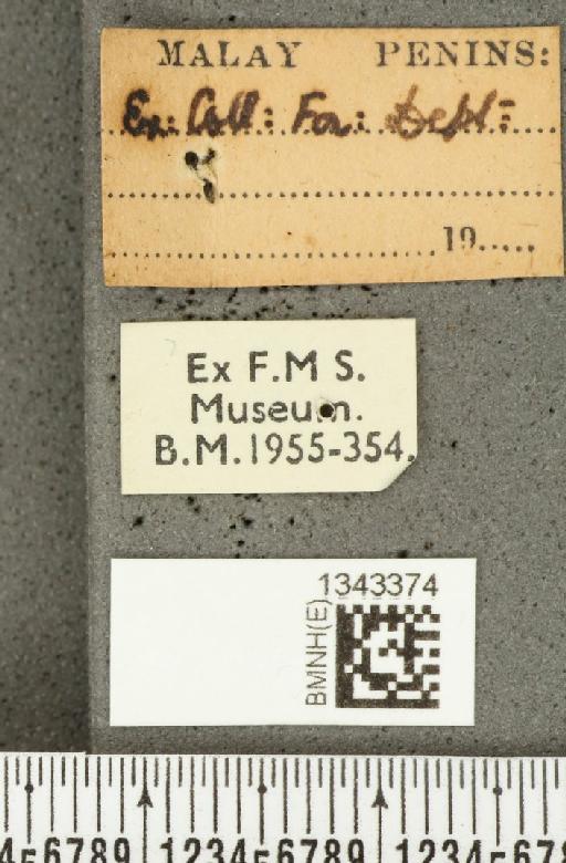 Lilioceris (Lilioceris) quadripustulata (Fabricius, 1787) - BMNHE_1343374_label_13663