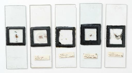 Porifera Grant, 1836 - Bowk. Anat. slides box 2