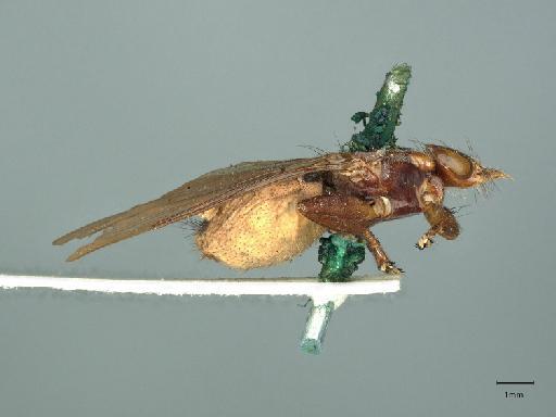Icosta (Ornithoponus) nigra intertropica (Walker, 1849) - 013933149_lateral_habitus