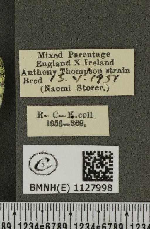 Pieris napi ab. citronella Thompson, 1951 - BMNHE_1127998_label_81037