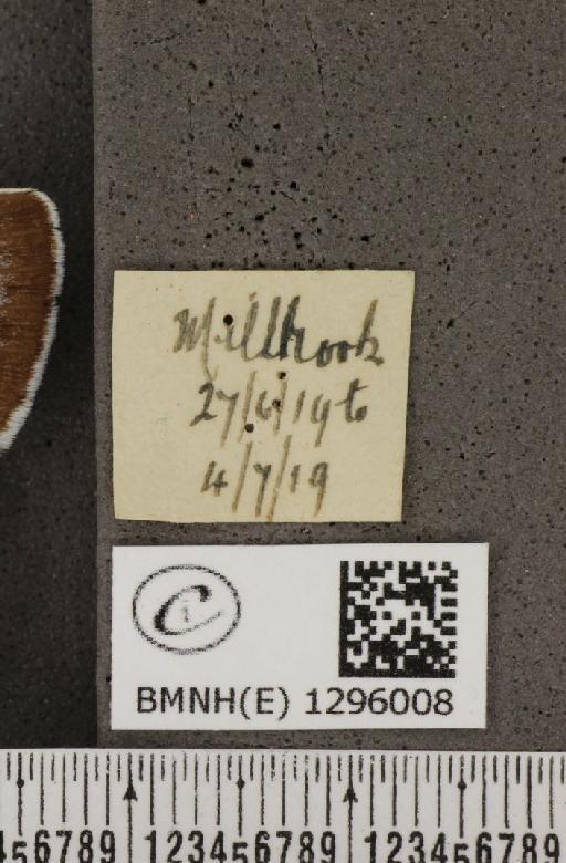 Maculinea arion eutyphron (Fruhstorfer, 1915) - BMNHE_1296008_label_133820