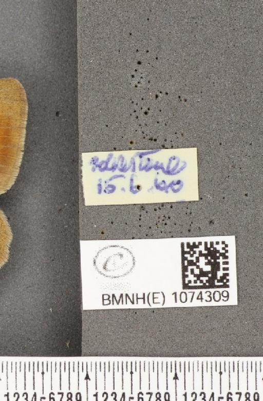 Maniola jurtina insularis ab. antiparvipuncta Leeds, 1950 - BMNHE_1074309_label_41021