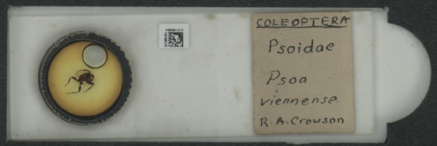 Psoa viennensis