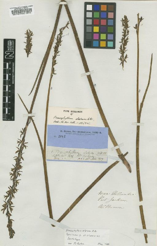 Prasophyllum elatum R.Br. - BM000051442