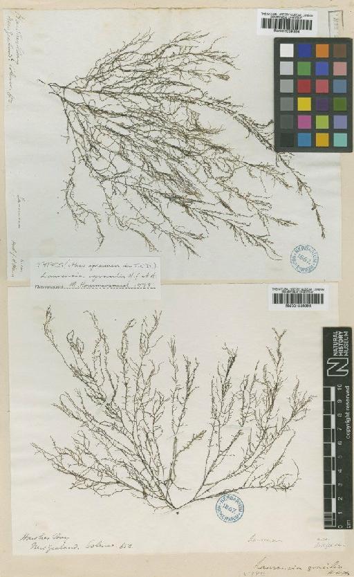 Laurencia gracilis Hook.f. & Harv. - BM001039394