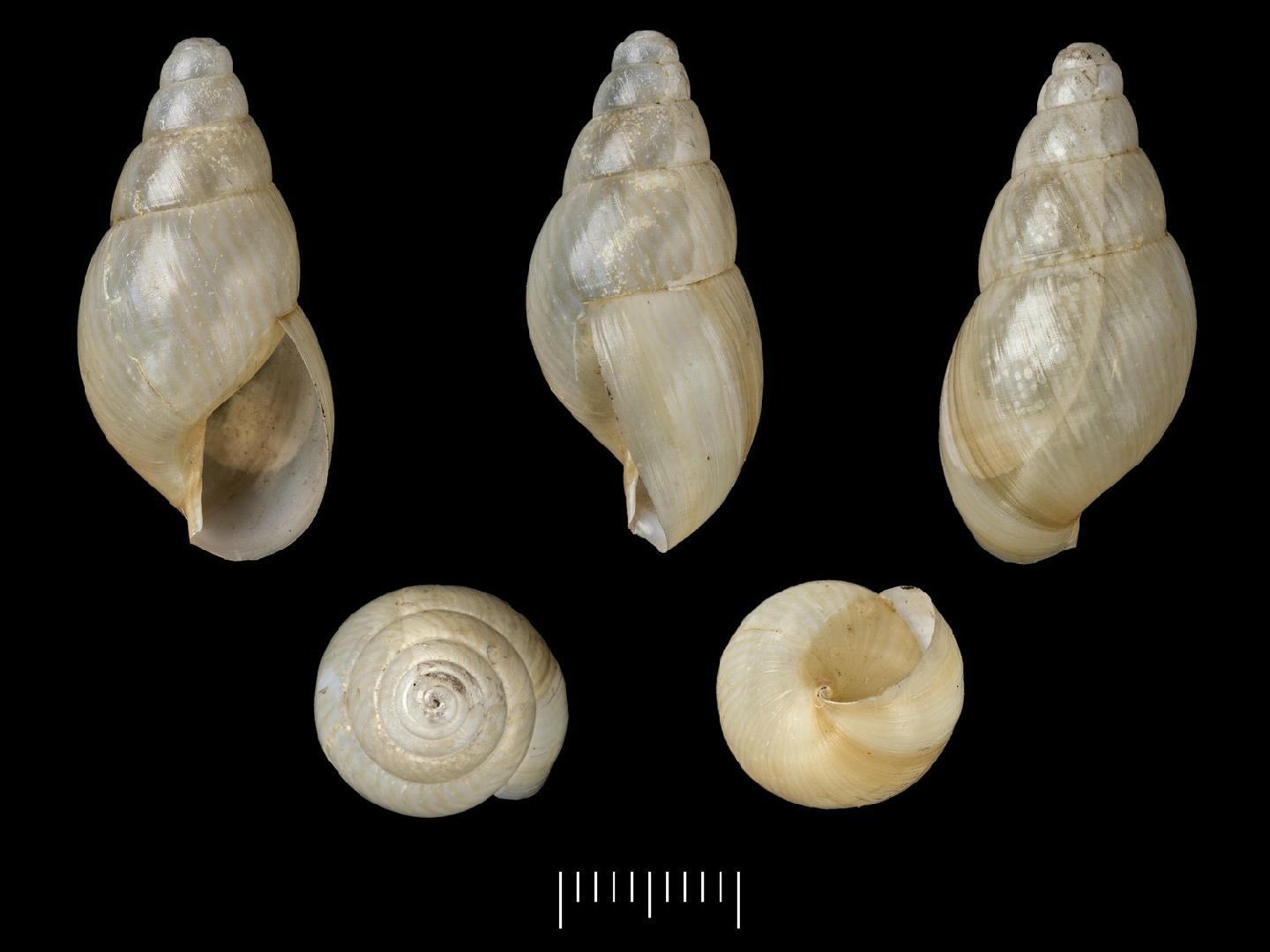 To NHMUK collection (Achatina smithi Sowerby, 1890; SYNTYPE; NHMUK:ecatalogue:7774104)