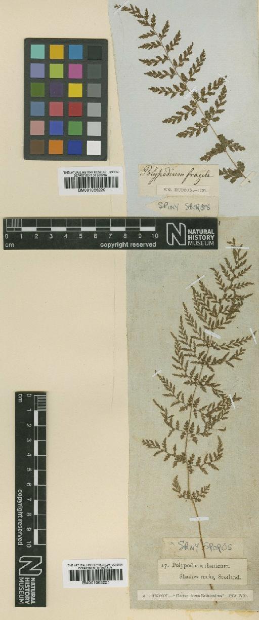 Cystopteris fragilis (L.) Bernh. - BM001066221