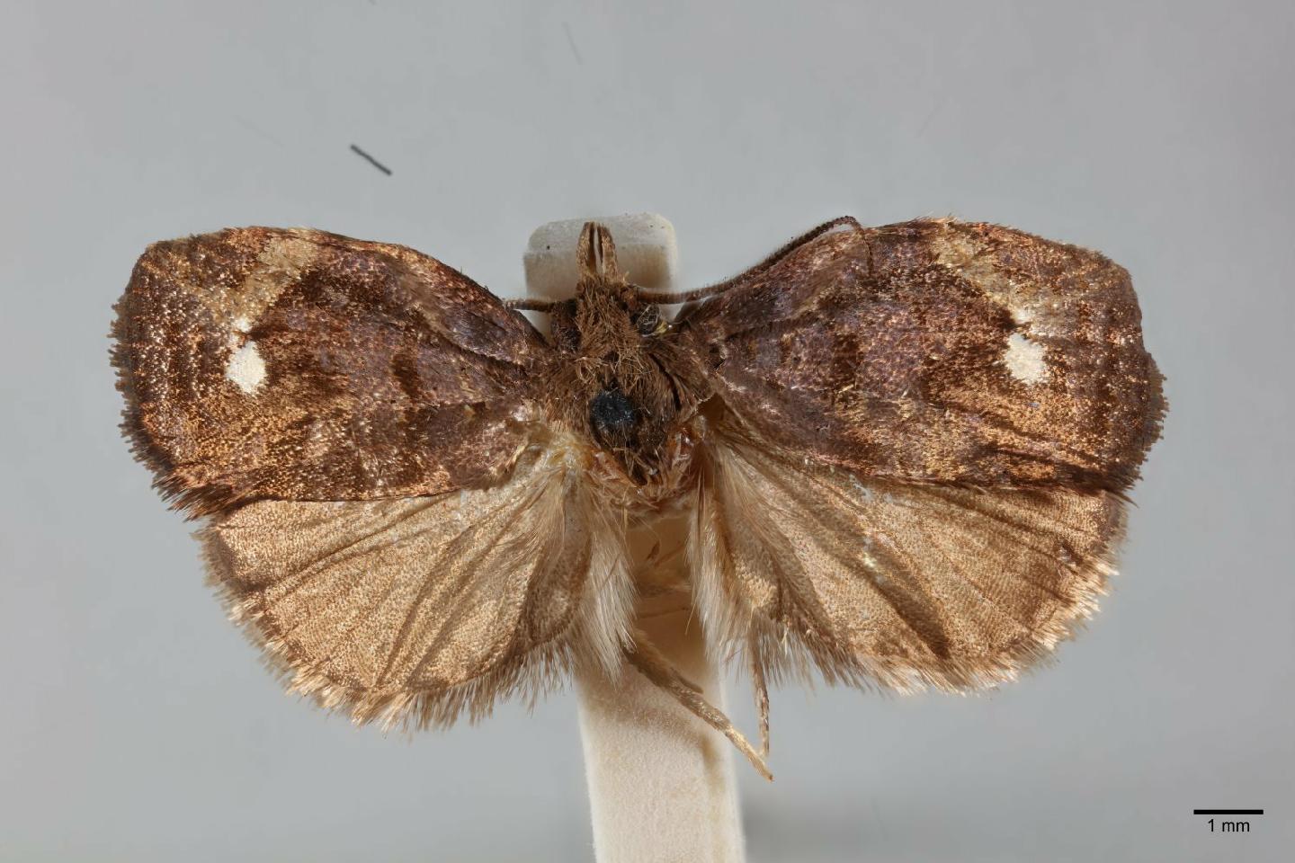Spheterista fulva thumbnail