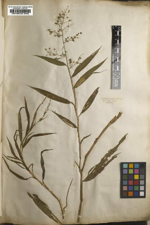 Panicum sorghoideum Desv. - BM000588826