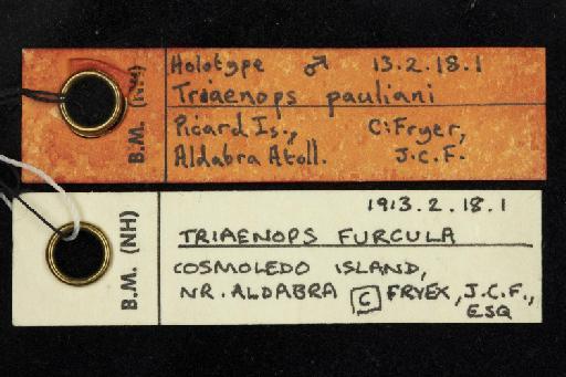 Triaenops pauliani, Goodman & Ranivo, 2008 - 1913_2_18_1-Triaenops_pauliani-Holotype-Skull-label