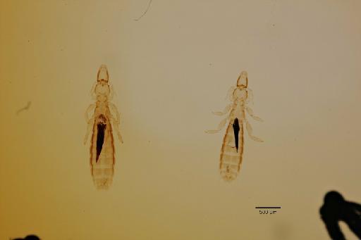 Columbicola sphenurus Tendeiro, 1894 - 010672508_b_specimen