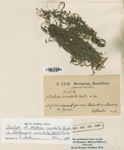 Neckeropsis disticha Hedw. - BM000961289
