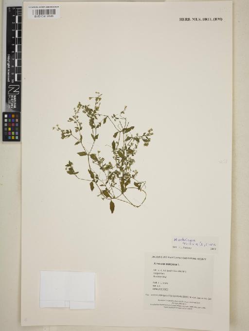 Moehringia trinervia (L.) Clairv. - BM013414849