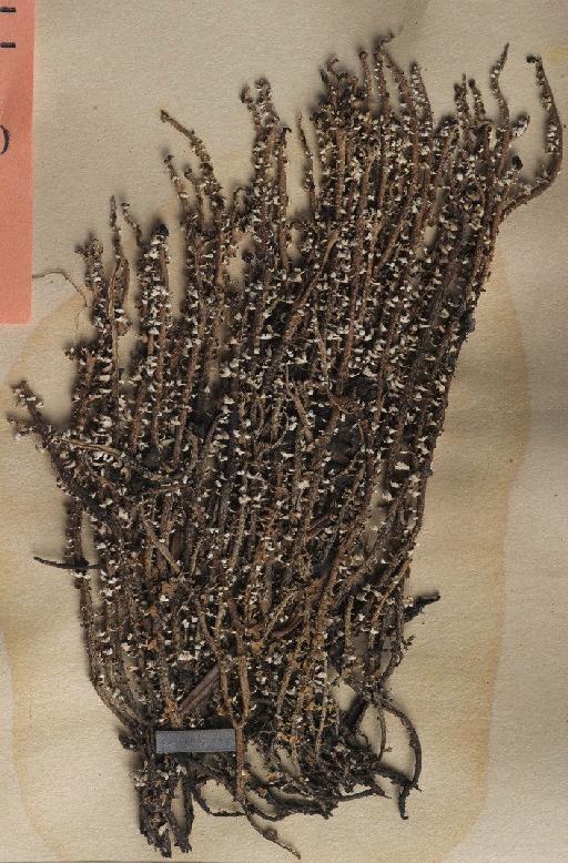 Cladonia gracilis var. squamosissima Müll.Arg. - BM001096963_a