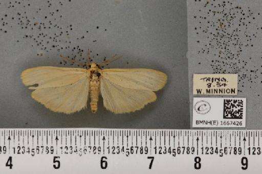 Eilema depressa (Esper, 1787) - BMNHE_1667426_286124