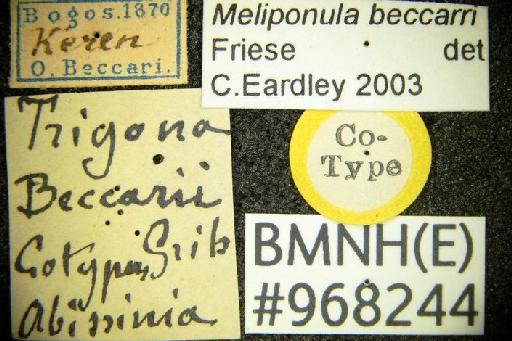 Meliponula beccarii (Gribodo, 1879) - 968244b