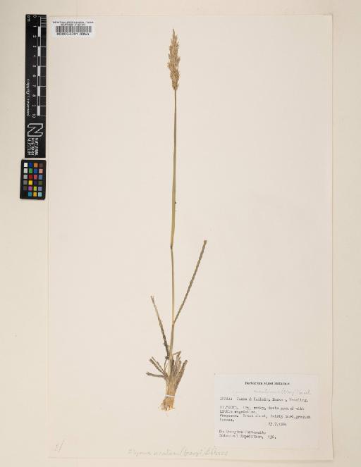 Elymus secalinus (Georgi) Bobrov - 000064591