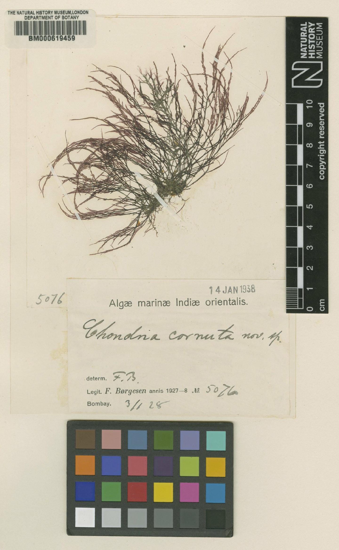 To NHMUK collection (Chondria cornuta Børgesen; TYPE; NHMUK:ecatalogue:4791046)