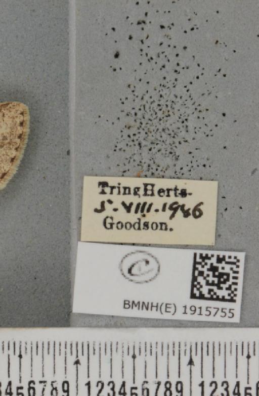 Ectropis crepuscularia (Denis & Schiffermüller, 1775) - BMNHE_1915755_label_482449