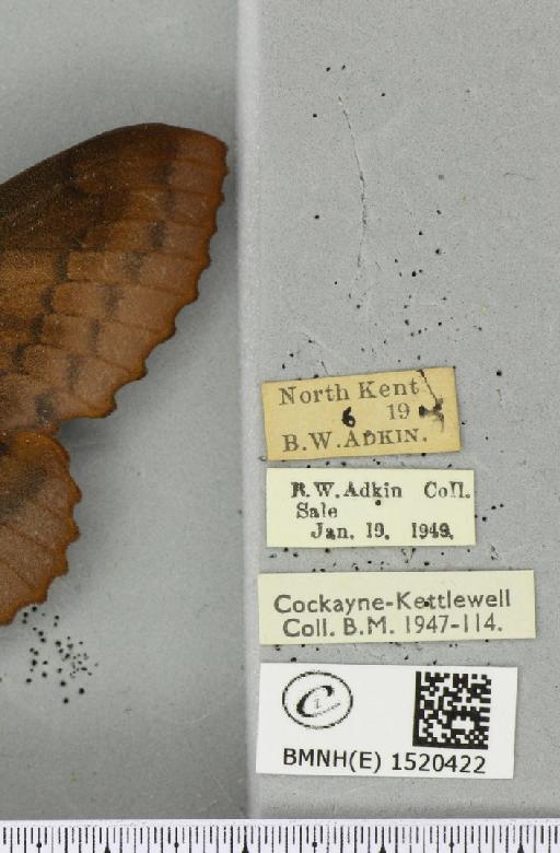 Gastropacha quercifolia (Linnaeus, 1758) - BMNHE_1520422_label_198282