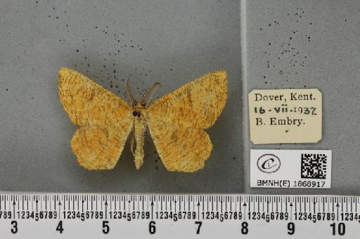 Angerona prunaria ab. feminaecoloris Valle, 1930 - BMNHE_1868917_441387