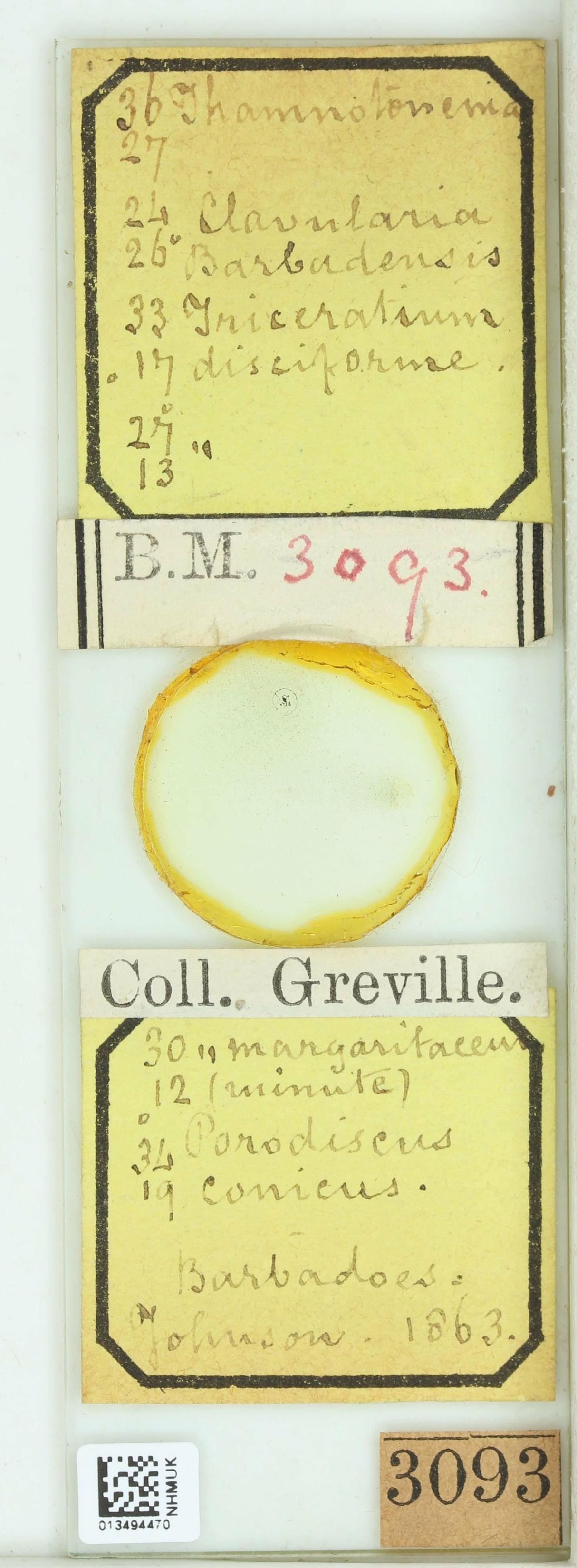 To NHMUK collection (Clavularia barbadensis Grev.; NHMUK:ecatalogue:4739519)