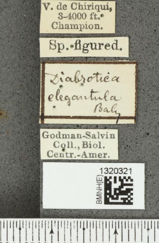 Diabrotica elegantula Baly, 1886 - BMNHE_1320321_label_17766