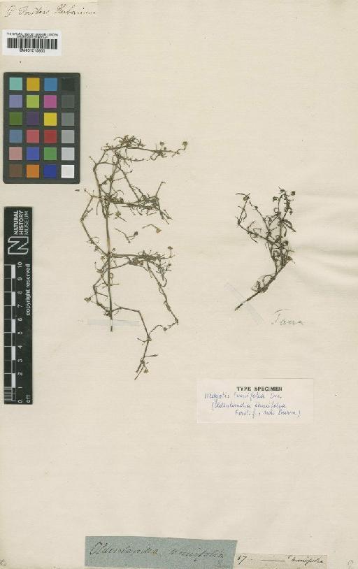 Hedyotis tenuifolia Sm. - BM001015800