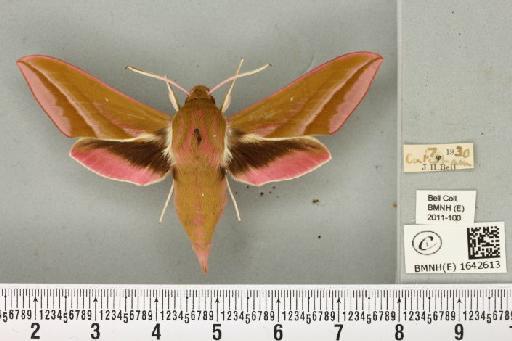 Deilephila elpenor (Linnaeus, 1758) - BMNHE_1642613_241180