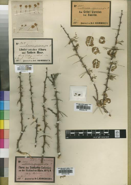 Acacia tortilis subsp. raddiana (Savi) Brenan - BM000842165