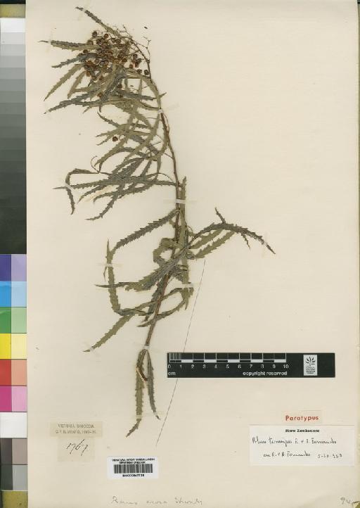 Rhus tenuipes R.Fern. & A.Fern. - BM000843729