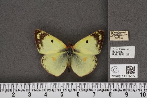 Colias hyale (Linnaeus, 1758) - BMNHE_1130265_87439