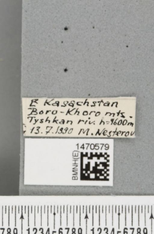 Rhagoletis magniterebra (Rohdendorf, 1961) - BMNHE_1470579_label_42699