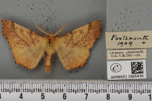 Ennomos autumnaria ab. maculosa Lempke, 1951 - BMNHE_1865438_432355