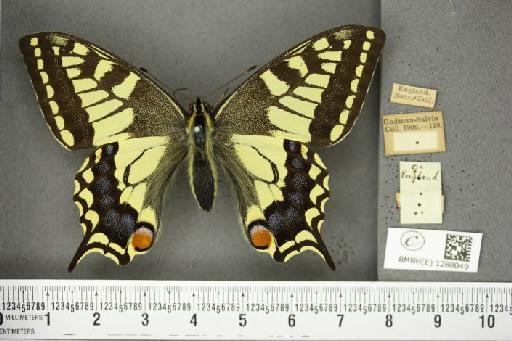 Papilio machaon britannicus Seitz, 1907 - BMNHE_1288049_a_126826