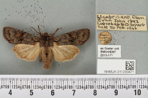 Lithophane furcifera suffusa (Tutt, 1892) - NHMUK_011230471_632727