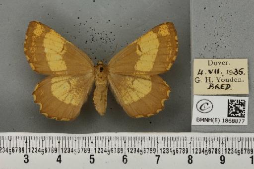 Angerona prunaria ab. corylaria Thunberg, 1781 - BMNHE_1868877_441332