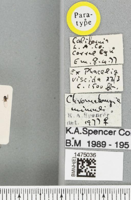 Chromatomyia mimuli Spencer, 1981 - BMNHE_1475036_label_48545