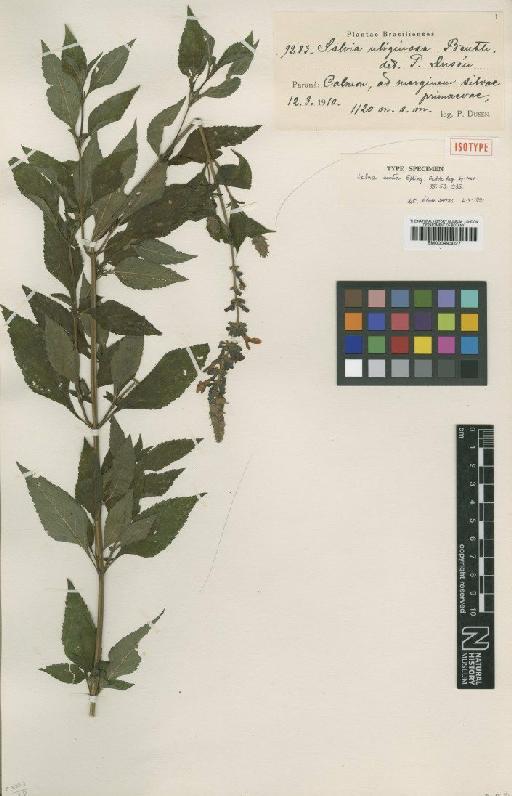 Salvia curva Epling - BM000993027