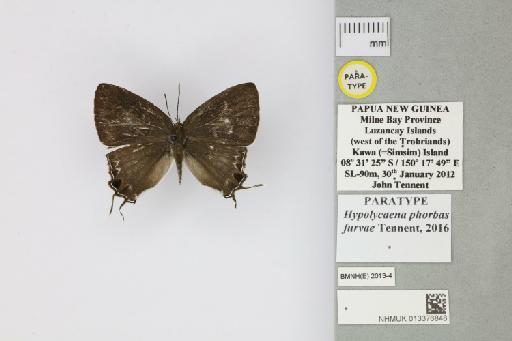 Hypolycaena phorbas furvae Tennent, 2016 - 013376848_Hypolycaena_phorbas_furvae_Tennent_2016_PT