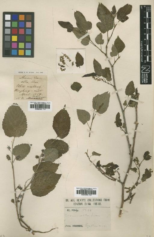 Morus alba L. - BM000951719