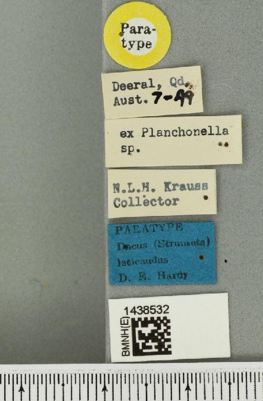 Bactrocera (Bactrocera) laticauda (Hardy, 1950) - BMNHE_1438532_label_32499