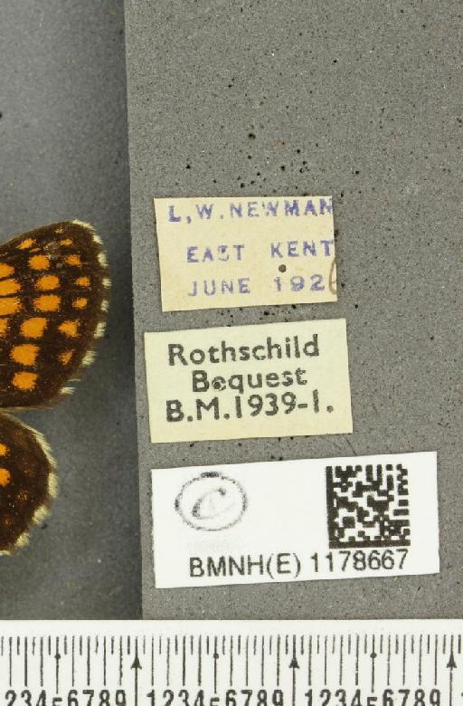 Melitaea athalia ab. berisaliformis Verity, 1916 - BMNHE_1178667_label_56419