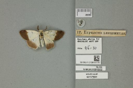 Euproctis leucomelas Walker, 1855 - 010918178