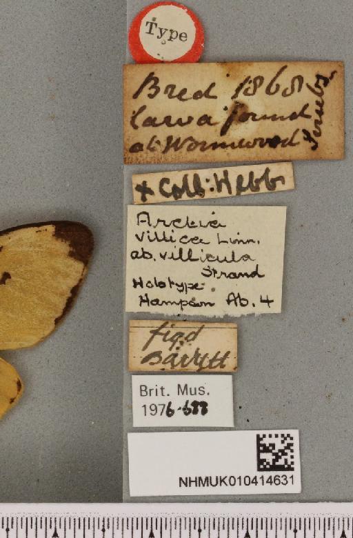 Arctia villica ab. fereunicolor (Oberthür, 1911) - NHMUK_010414631_label_520727