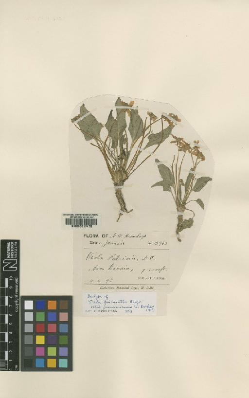Viola prionantha subsp. jaunsariensis W.Becker - BM000617479