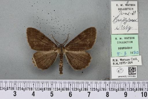 Alcis repandata repandata (Linnaeus, 1758) - BMNHE_1921887_477116