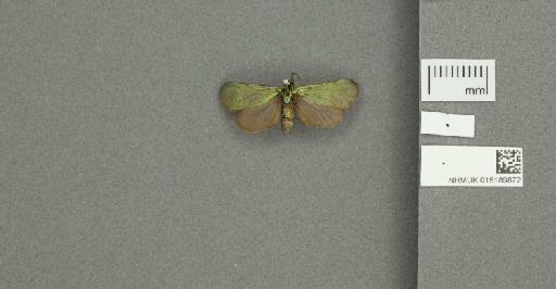 Adscita (Adscita) statices statices (Linnaeus, 1758) - 015189872_775459_1082517