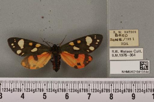 Callimorpha dominula (Linnaeus, 1758) - NHMUK_010413144_523151